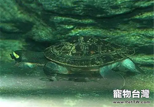 澳洲大頭曲頸龜的養護方法(1圖)-寵物台灣