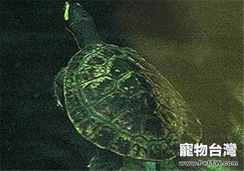 澳洲大頭曲頸龜對環境的要求