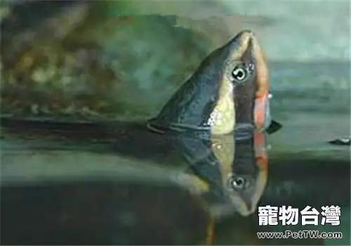 澳洲大頭曲頸龜吃什麼?(1圖)-寵物台灣