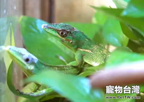 安樂蜥的外形特點介紹