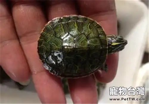 阿拉巴馬紅肚龜品種簡介(1圖)-寵物台灣