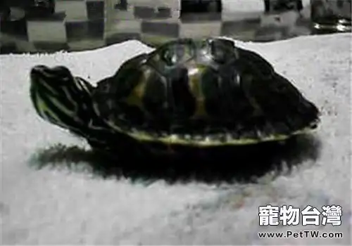 阿拉巴馬紅肚龜的形態特徵(1圖)-寵物台灣