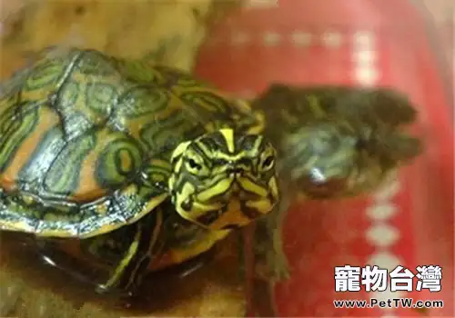阿拉巴馬紅肚龜的養護方法(1圖)-寵物台灣