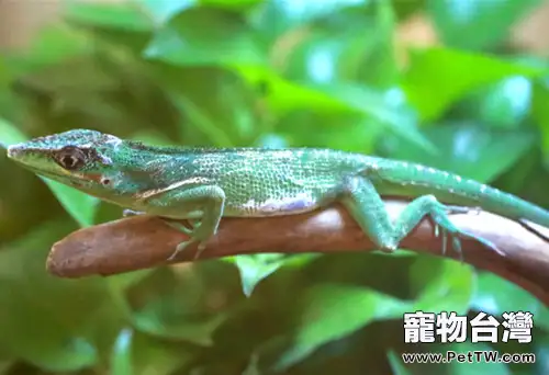 安樂蜥的飼養要點