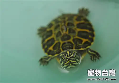 阿拉巴馬紅肚龜的生活環境(1圖)-寵物台灣