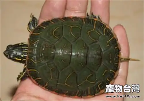 阿拉巴馬紅肚龜吃什麼?(1圖)-寵物台灣
