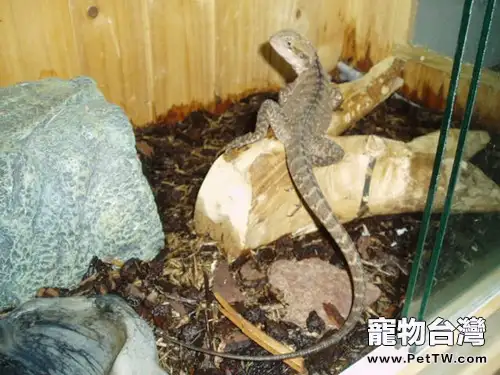 澳洲水龍的外形特點(1圖)-寵物台灣