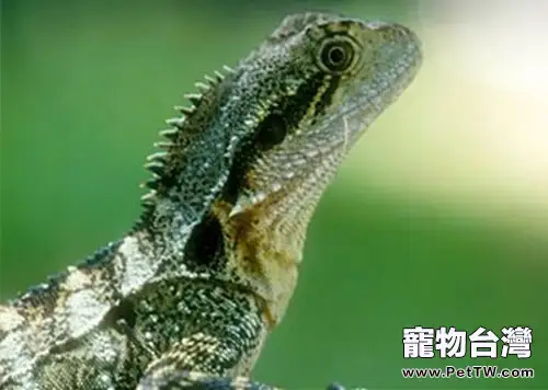 飼養澳洲水龍的環境要求(1圖)-寵物台灣