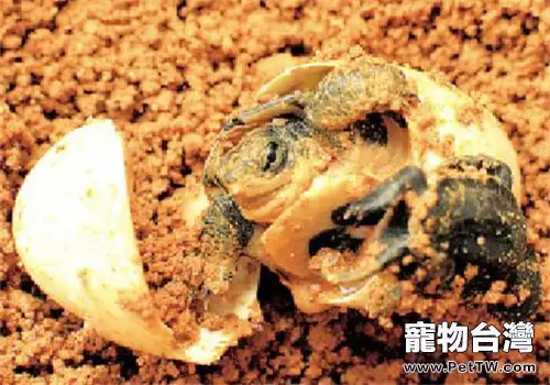 阿拉莫泥龜的品種簡介
