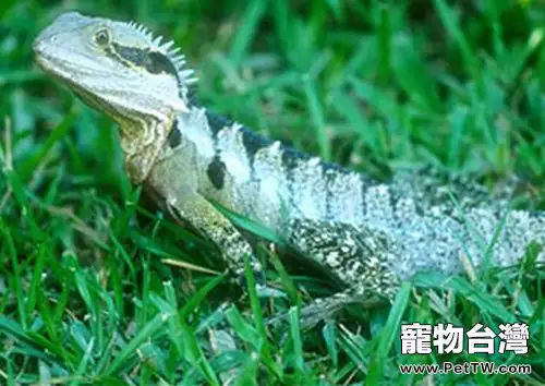 澳洲水龍的餵食要求(1圖)-寵物台灣