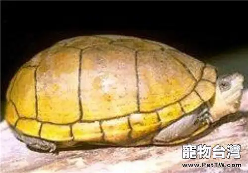 阿拉莫泥龜的生活環境