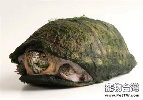 阿拉莫泥龜的餵食方法