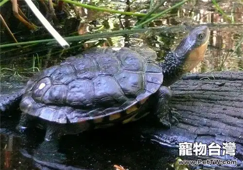 澳洲短頸龜的養護方法