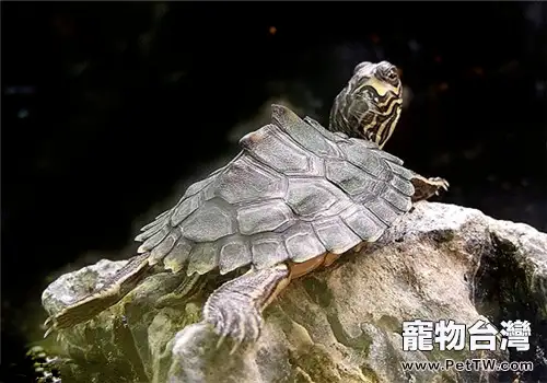 阿拉巴馬地圖龜的品種簡介(1圖)-寵物台灣