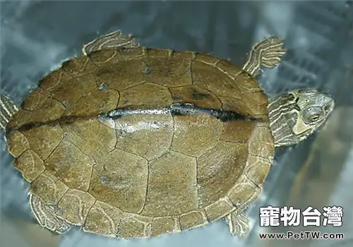 阿拉巴馬地圖龜的形態特徵(1圖)-寵物台灣
