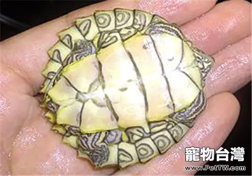 阿拉巴馬地圖龜的養護方法(1圖)-寵物台灣