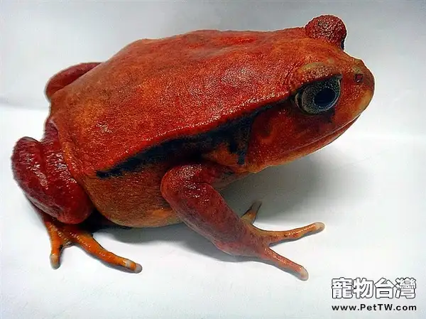 安東吉利紅蛙的環境要求