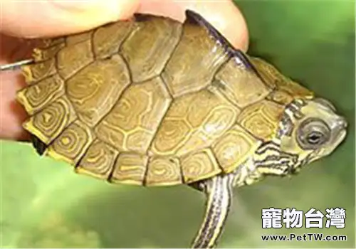 阿拉巴馬地圖龜的生活環境(1圖)-寵物台灣