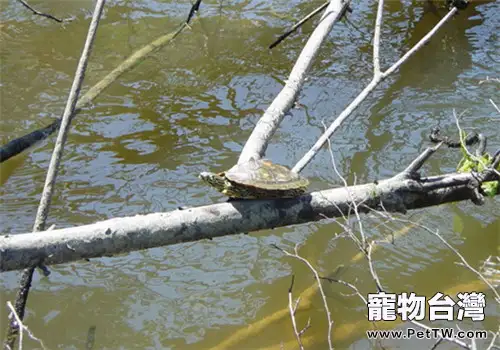 阿拉巴馬地圖龜吃什麼?(1圖)-寵物台灣