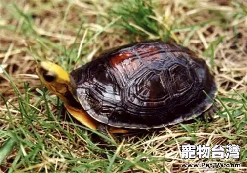 百色閉殼龜的品種簡介