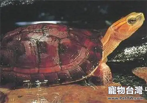 百色閉殼龜形態特徵