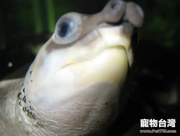 關於豬鼻龜的品種介紹(圖)(1圖)-寵物台灣