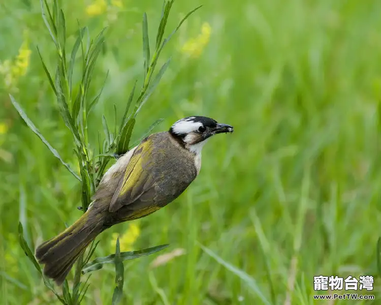 白頭鵯的外形特徵介紹(1圖)-寵物台灣