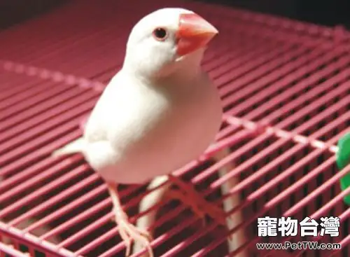 白文鳥的品種簡介