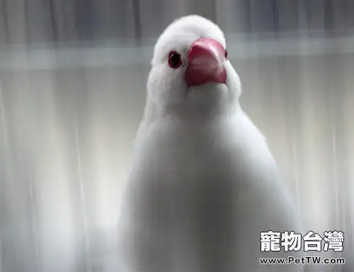 白文鳥的外形特徵介紹(1圖)-寵物台灣