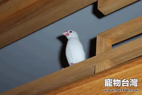 白文鳥的飼料要求