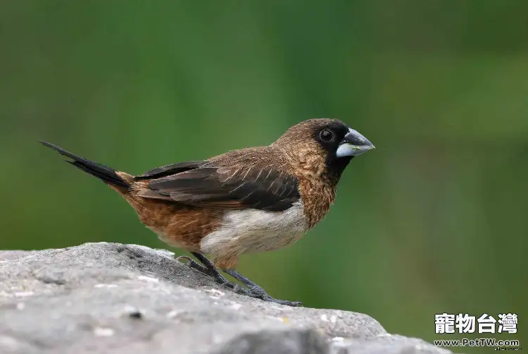 白腰文鳥的外形特徵