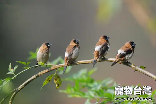 白腰文鳥的飼養要點