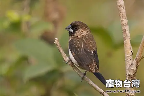 白腰文鳥的飼養環境要求