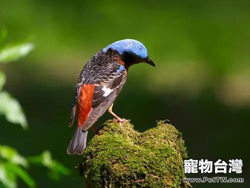 白喉磯鶇的飼養管理