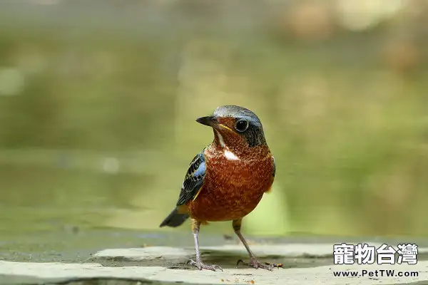 白喉磯鶇的環境要求