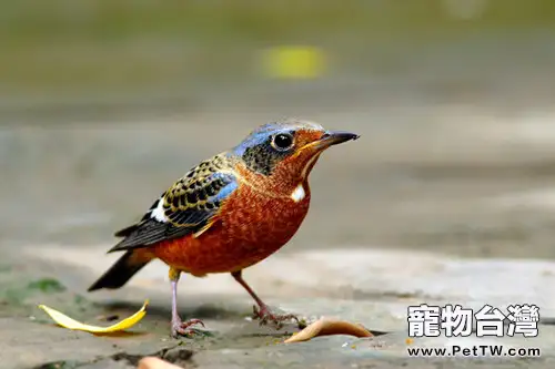 飼養白喉磯鶇的飼料要求