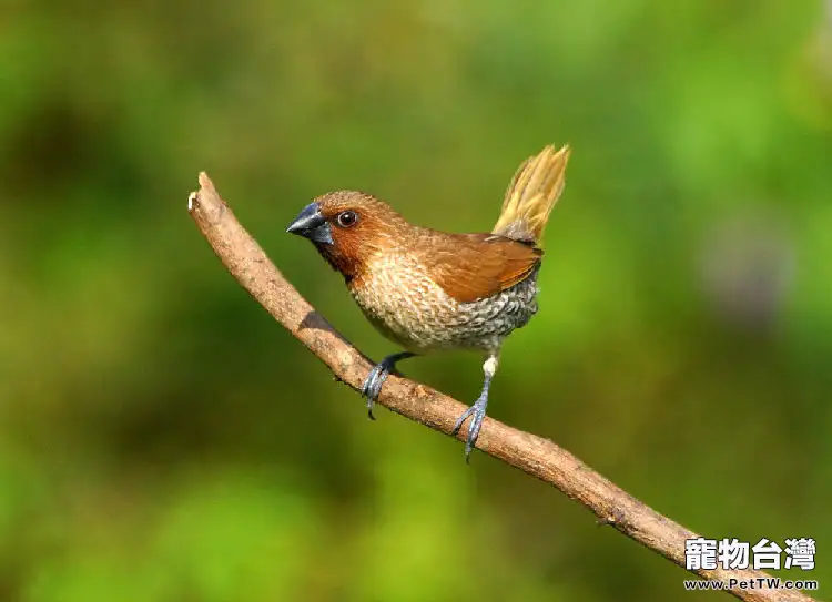 斑文鳥的飼養要點(1圖)-寵物台灣