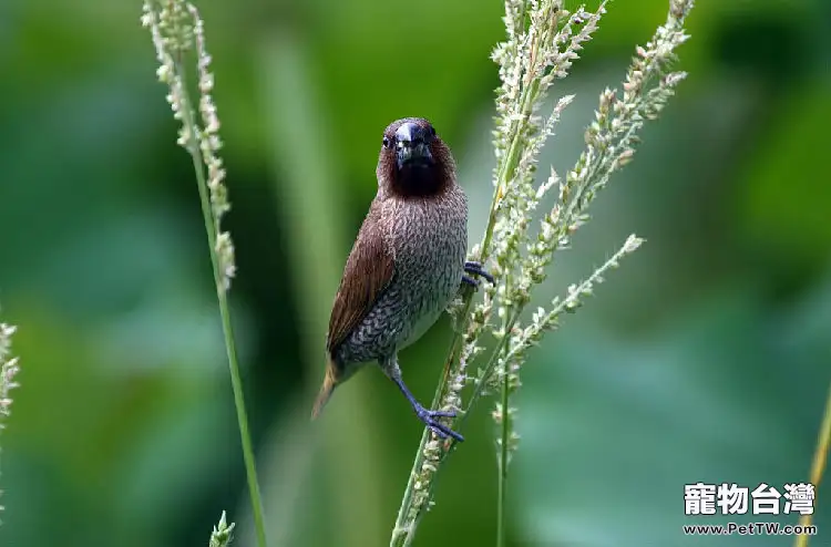 斑文鳥的生活環境要求