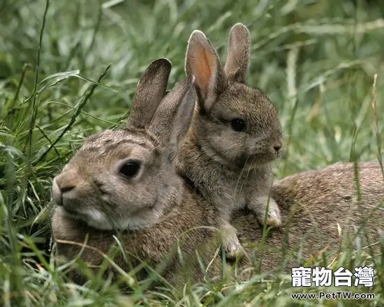 兔子配種時要小心這些疾病