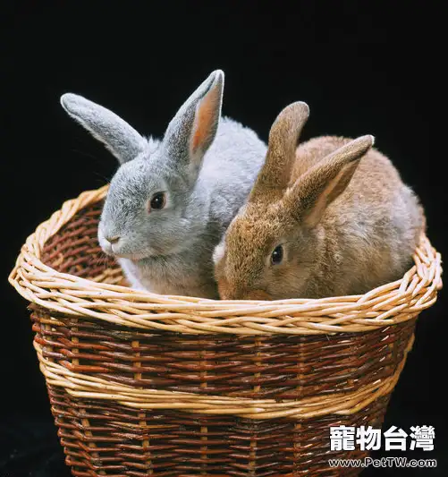 使用青飼料餵養兔子的好處 