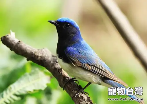 白腹藍翁的四季飼養要點(1圖)-寵物台灣