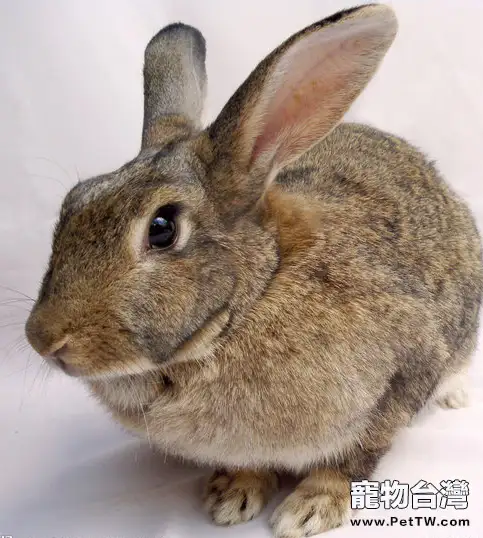 兔子的壽命一般多長時間