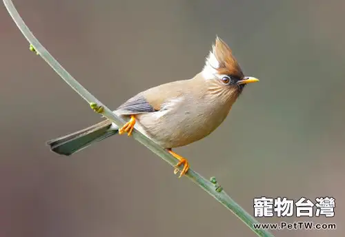 白領鳳眉的品種簡介(1圖)-寵物台灣