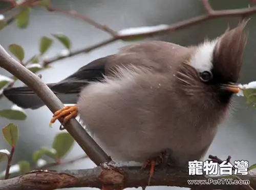 白領鳳眉的外形特徵(1圖)-寵物台灣