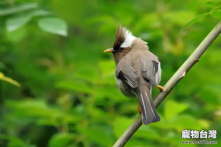 白領鳳眉的養護要點(1圖)-寵物台灣
