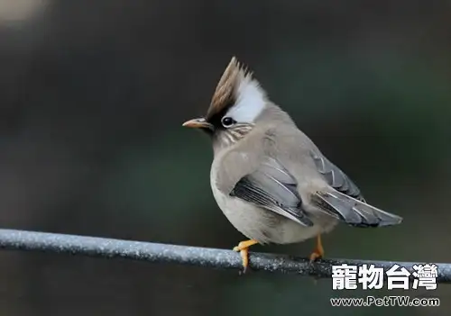 白領鳳眉的環境要求(1圖)-寵物台灣