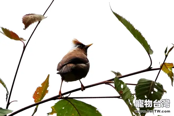 白領鳳眉的食物要求
