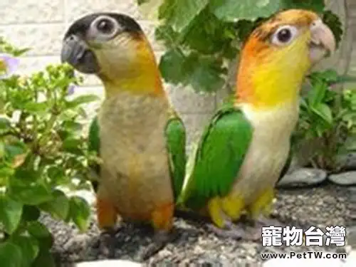 白腹凱克鸚鵡的外形特徵(1圖)-寵物台灣
