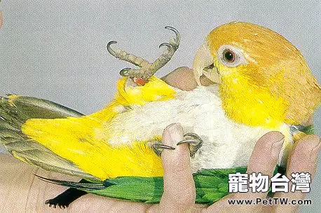 白腹凱克鸚鵡的餵食要點(1圖)-寵物台灣