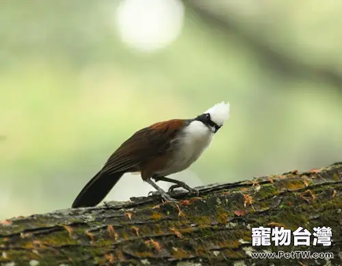 白冠噪眉的外形特點